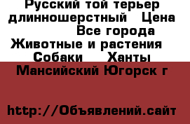 Русский той-терьер длинношерстный › Цена ­ 7 000 - Все города Животные и растения » Собаки   . Ханты-Мансийский,Югорск г.